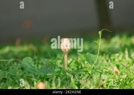 Aus einem feuchten Rasen wächst eine Art Wildpilz. Stockfoto