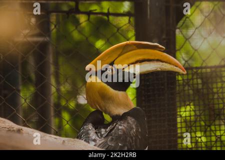 Der große Hornbill in einem Käfig ist ein sehr großer Hornbill, der im Wald gefunden wird. Kann bis zu 50 Jahre dauern Stockfoto