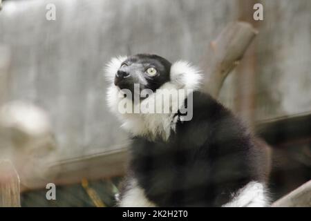 Ruffed Lemur ist ein Säugetier. Ist ein buntes Tier, das einen schwarzen Körper abwechselnd mit weißem hat Stockfoto