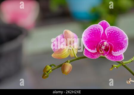 Eine Blume vom Typ der Moth-Orchidee oder der Mondorchidee, die violett mit dunklen Flecken und grünen Blütenknospen ist, verschwommener grüner Blatthintergrund Stockfoto