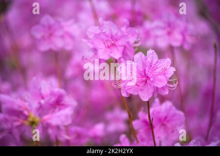 Rhododendron Mucronulatum koreanischen Rhododendronblüte Stockfoto