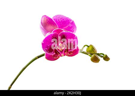Ein Zweig der Moth-Orchidee oder der Mondorchidee, die in der Farbe violett mit dunklen Flecken ist, isoliert auf einem weißen Hintergrund Stockfoto