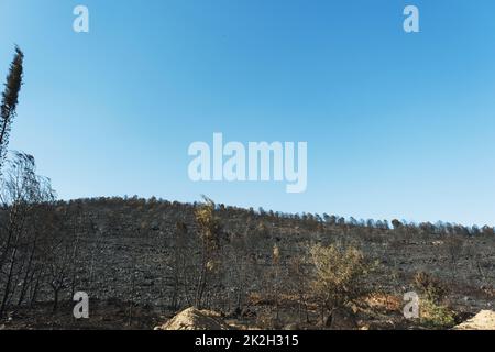 Nach dem Waldbrand am Standort Derya, Seferihisar Doganbey Turkey, verbrannten Bäume im Rahmen. Stockfoto