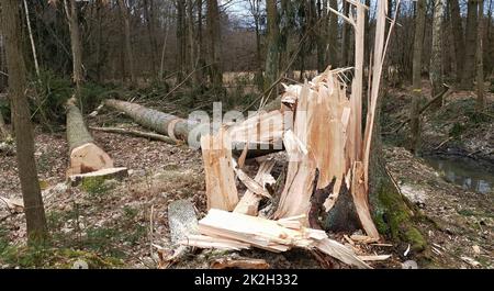Gebrochenen Baum Stockfoto