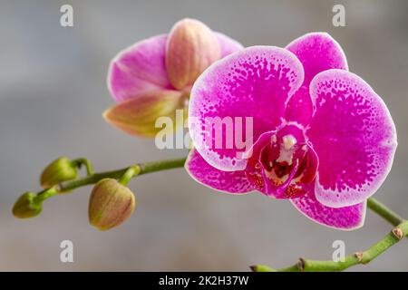 Eine Blume vom Typ der Moth-Orchidee oder der Mondorchidee, die violett ist, mit dunklen Flecken und einer grünen Blütenknospe, isoliert auf einem grauen Hintergrund Stockfoto