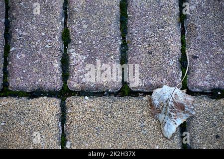 Ein getrocknetes Baumblatt auf Steinfliesen Stockfoto