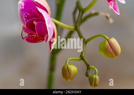 Eine Blume vom Typ der Moth-Orchidee oder der Mondorchidee, die violett mit dunklen Flecken und grünen Blütenknospen ist, verschwommener grüner Blatthintergrund Stockfoto