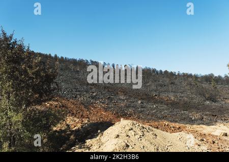 Nach dem Waldbrand am Standort Derya, Seferihisar Doganbey Turkey, verbrannten Bäume im Rahmen. Stockfoto