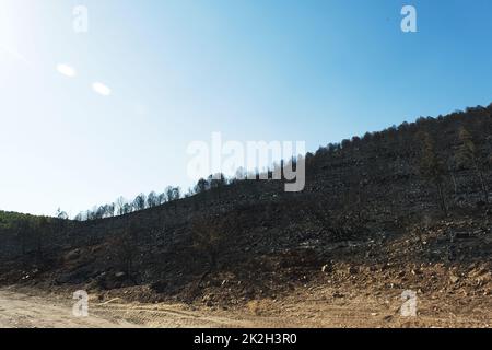 Nach dem Waldbrand am Standort Derya, Seferihisar Doganbey Turkey, verbrannten Bäume im Rahmen. Stockfoto