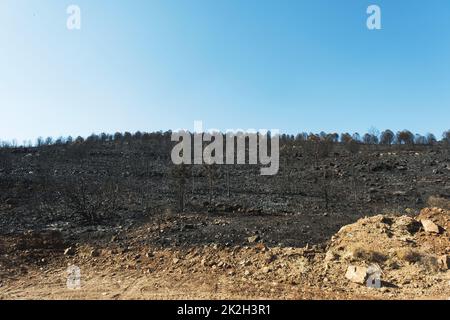 Nach dem Waldbrand am Standort Derya, Seferihisar Doganbey Turkey, verbrannten Bäume im Rahmen. Stockfoto