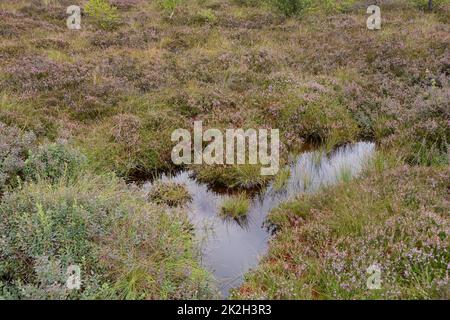 Moorauge mit Heidekraut im Schwarzen Moor Stockfoto