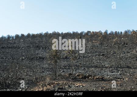 Nach dem Waldbrand am Standort Derya, Seferihisar Doganbey Turkey, verbrannten Bäume im Rahmen. Stockfoto