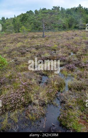 Moor Augen mit Wasser und Heidekraut in der Landschaft Stockfoto