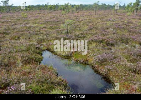 Landschaft im Moor mit Sumpfaugen und Heidekraut Stockfoto