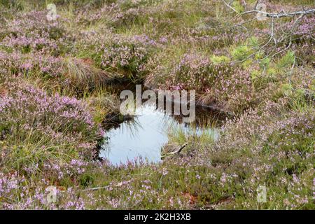 Im schwarzen Moor mit Sumpfaugen und Heidekraut Stockfoto