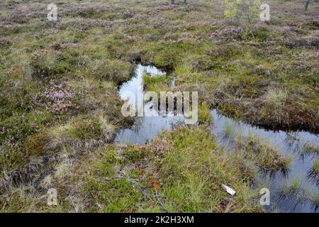 Wasser in den Mooraugen und mit Heidekraut Stockfoto