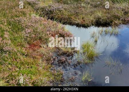 Im Moor mit Sumpfaugen und Heidekraut Stockfoto