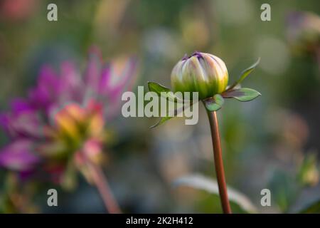 Wunderschöne Blumensträuße mit unscharfem Hintergrund Stockfoto