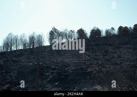 Nach dem Waldbrand am Standort Derya, Seferihisar Doganbey Turkey, verbrannten Bäume im Rahmen. Stockfoto