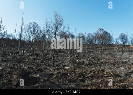 Nach dem Waldbrand am Standort Derya, Seferihisar Doganbey Turkey, verbrannten Bäume im Rahmen. Stockfoto