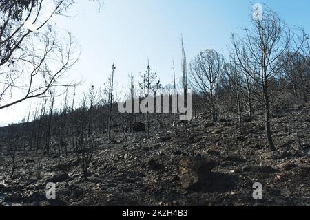 Nach dem Waldbrand am Standort Derya, Seferihisar Doganbey Turkey, verbrannten Bäume im Rahmen. Stockfoto