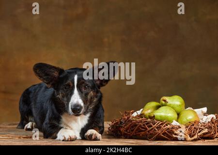 Portrait von weiß-schwarzem Welsh Corgi Cardigan Dog isoliert auf dunklem Vintage-Hintergrund. Konzept von Schönheit, Mode, Show, Tierleben Stockfoto