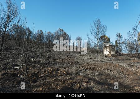 Nach dem Waldbrand am Standort Derya, Seferihisar Doganbey Turkey, verbrannten Bäume im Rahmen. Stockfoto