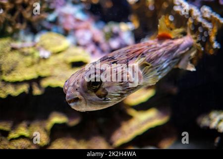 Stachelschweine unter Wasser im Meer Stockfoto