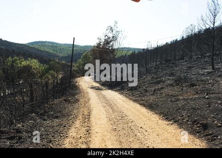 Nach dem Waldbrand am Standort Derya, Seferihisar Doganbey Turkey, verbrannten Bäume im Rahmen. Stockfoto