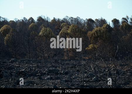 Nach dem Waldbrand am Standort Derya, Seferihisar Doganbey Turkey, verbrannten Bäume im Rahmen. Stockfoto