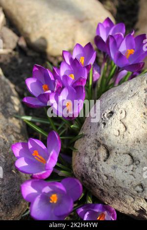 Lila krokusse an einem sonnigen Frühlingstag, Crocus vernus. Feder Muster. In der Nähe von blühenden Krokusse blühen auf der grünen Wiese. Natur und Blume Hintergrund Stockfoto