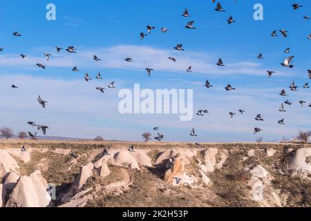 Fliegende Tauben in capadoccia Stockfoto