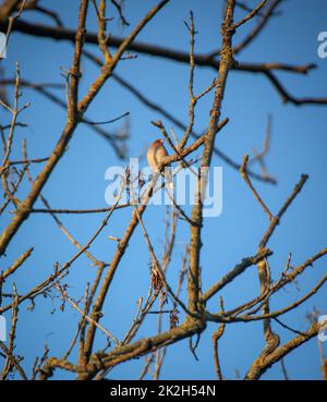 Ein Spieß sitzt auf dem Ast eines Baumes in der Sonne. Stockfoto