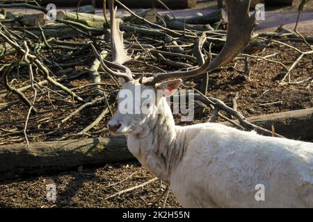 Hirsche, Stags, Klauentiere in einem Gehege. Stockfoto