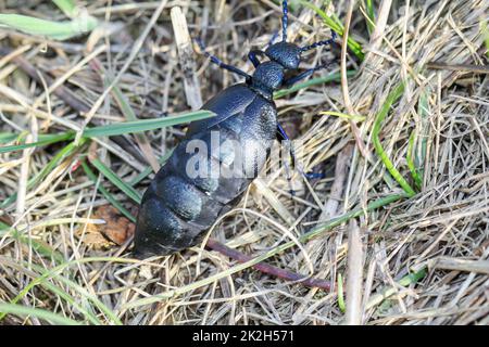 Porträt eines schwarz-blauen Ölkäfers. Diese Käfer sind giftig und geben eine giftige gelbe Substanz ab. Stockfoto