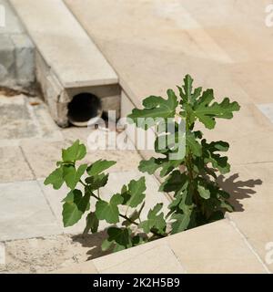 Kampf um das Überleben eines jungen Feigenbaums auf den Stufen eines verlassenen Hauses in der Stadt Krk in Kroatien Stockfoto