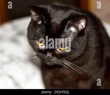 Nahaufnahme des Porträts einer braunen schottischen Katze Stockfoto