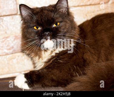 Porträt einer flauschigen schottischen Katze aus der Nahaufnahme Stockfoto