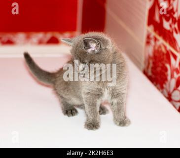 Schottisches, blaues Baby-Kätzchen Stockfoto