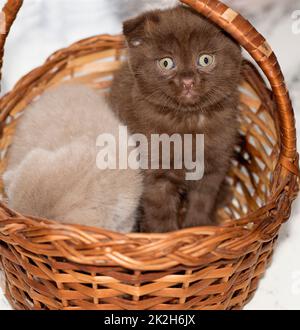 Braunes kleines schottisches Faltkätzchen in einem Korb Stockfoto