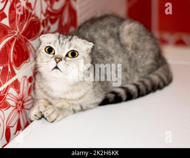 Schottische Falte Tabby graue Katze Stockfoto