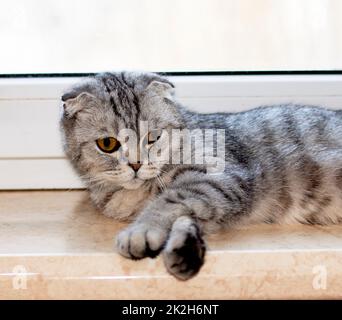 Porträt einer schottischen Faltkatze, die auf der Fensterbank liegt Stockfoto