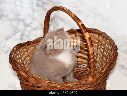 Hübsches schottisches Kätzchen, das in einem Korb sitzt Stockfoto