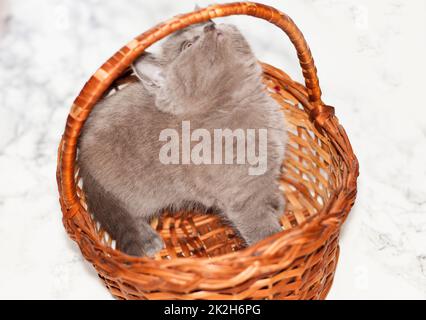 Schottisches, blaues Kätzchen, das aus einem Korb guckt Stockfoto