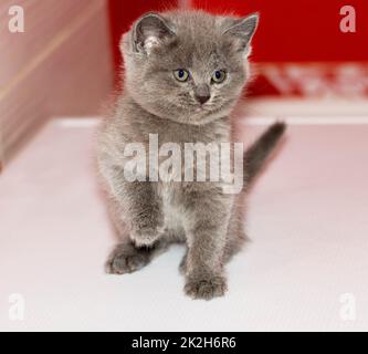 Ein kleines, graues schottisches Kätzchen, das im Badezimmer sitzt Stockfoto