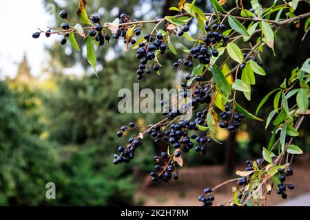 Reife schwarze Apfelbeerbeeren hängen an einem Ast Stockfoto