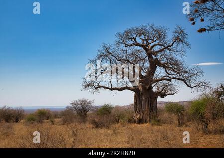 Afrikanischer Baobab, Adansonia digitata, in der Landschaft des Tsavo-Nationalparks in Kenia. Stockfoto