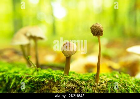 Wildpilze wachsen im grünen Moos Stockfoto