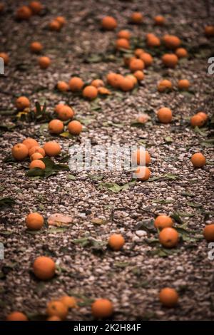 Reife Mandarinenorangen liegen auf dem Boden Stockfoto