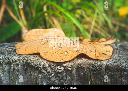 Eichenblätter mit Wassertropfen, die auf dem Stumpf liegen Stockfoto